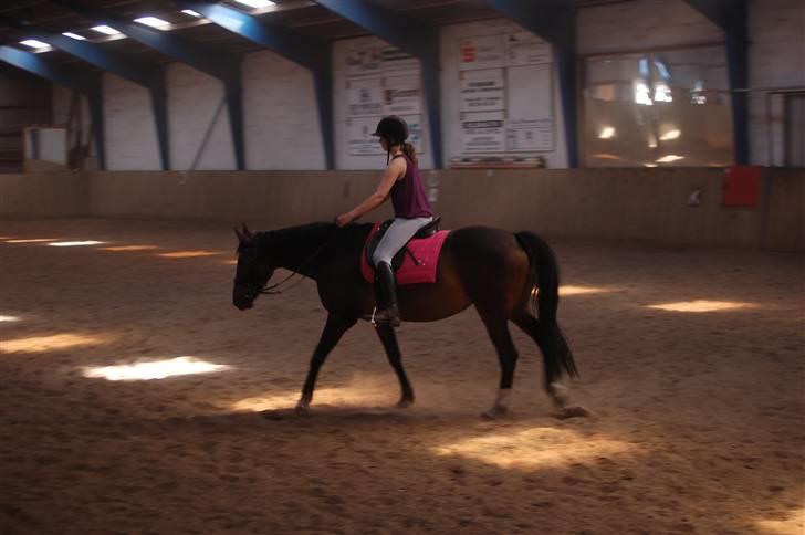 Dansk Varmblod Linette Stridsholt billede 5