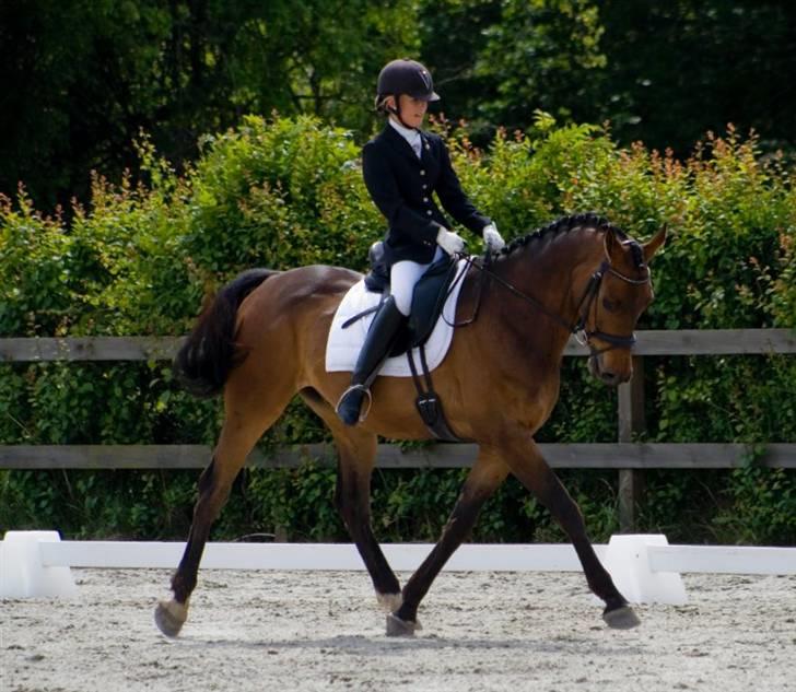 Dansk Varmblod Zushi  - Stævne KRK - LA2. billede 7