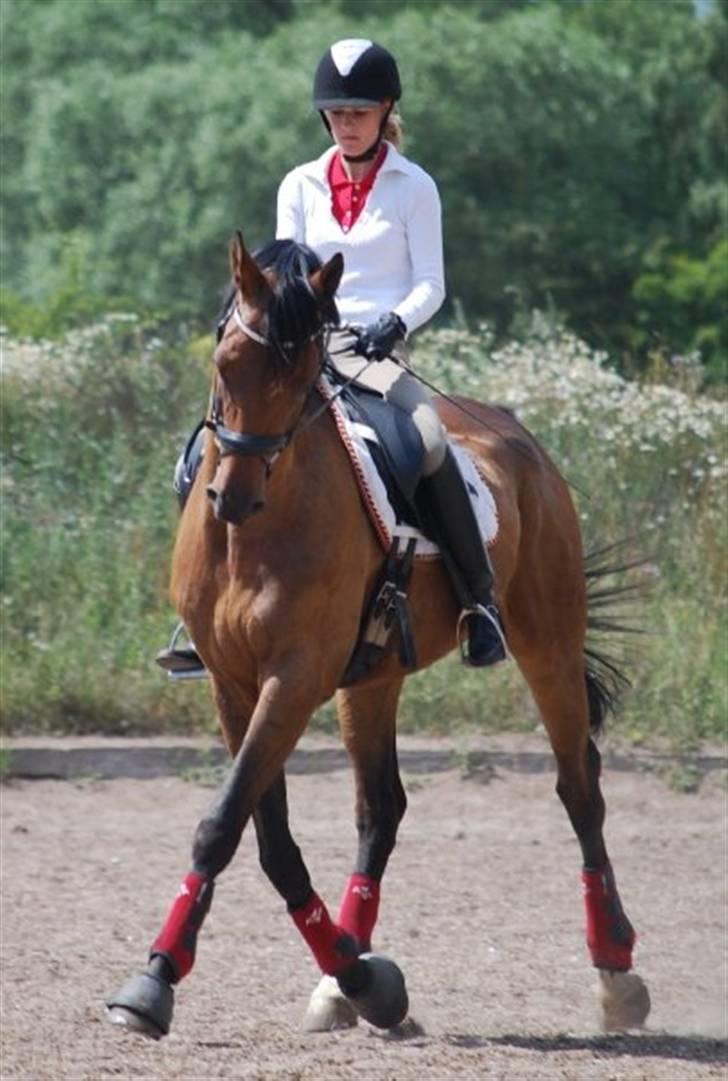 Dansk Varmblod Zushi  - Schenkelvigning. billede 8