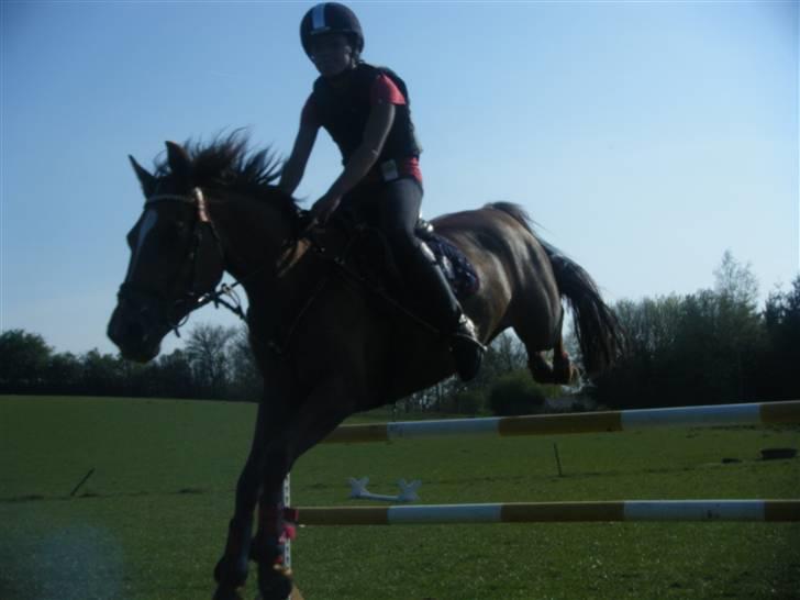 New Forest Nielands Mariebelle - pas på her kommer vi billede 12