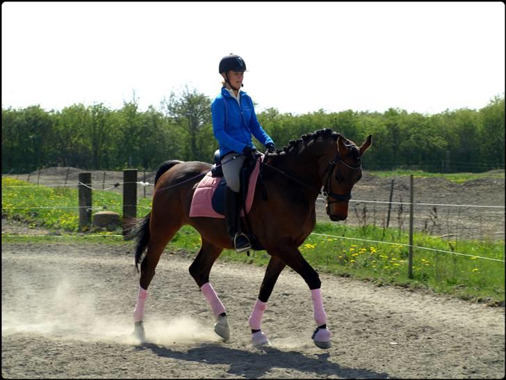 Dansk Varmblod Zushi  - Igen trav nedsidning. billede 9