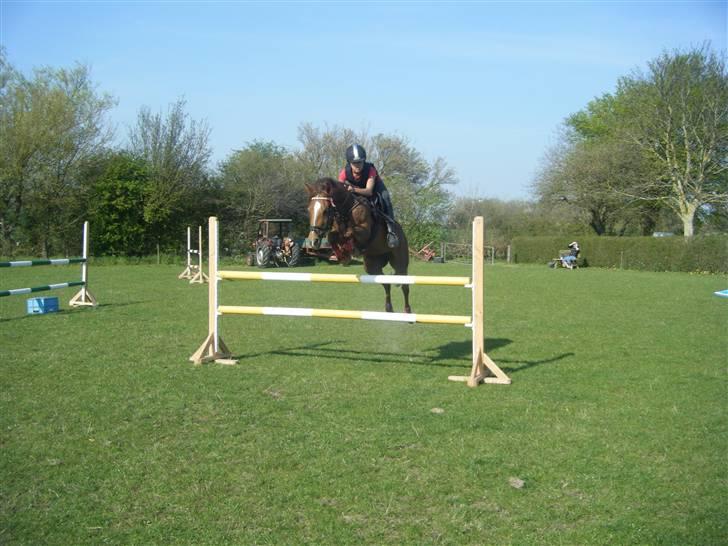 New Forest Nielands Mariebelle - dette er anden dag jeg har hende og anden dag jeg springer billede 13