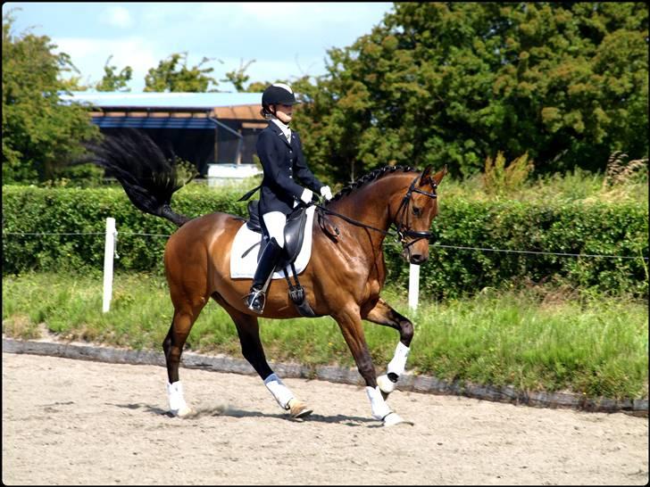 Dansk Varmblod Zushi  - Smuksak :D billede 10