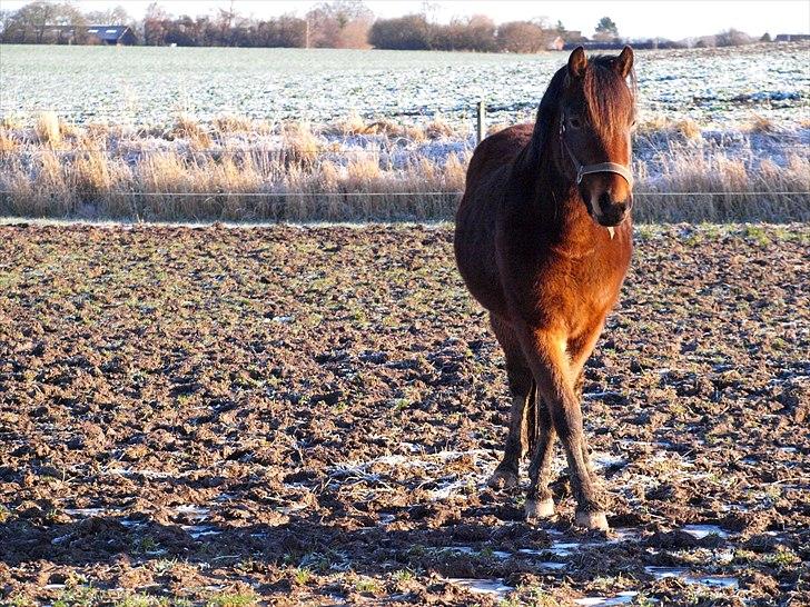 Anden særlig race Skovbys Chester Brown - Chester ved da hvordan man står elegant! Haha.. billede 7