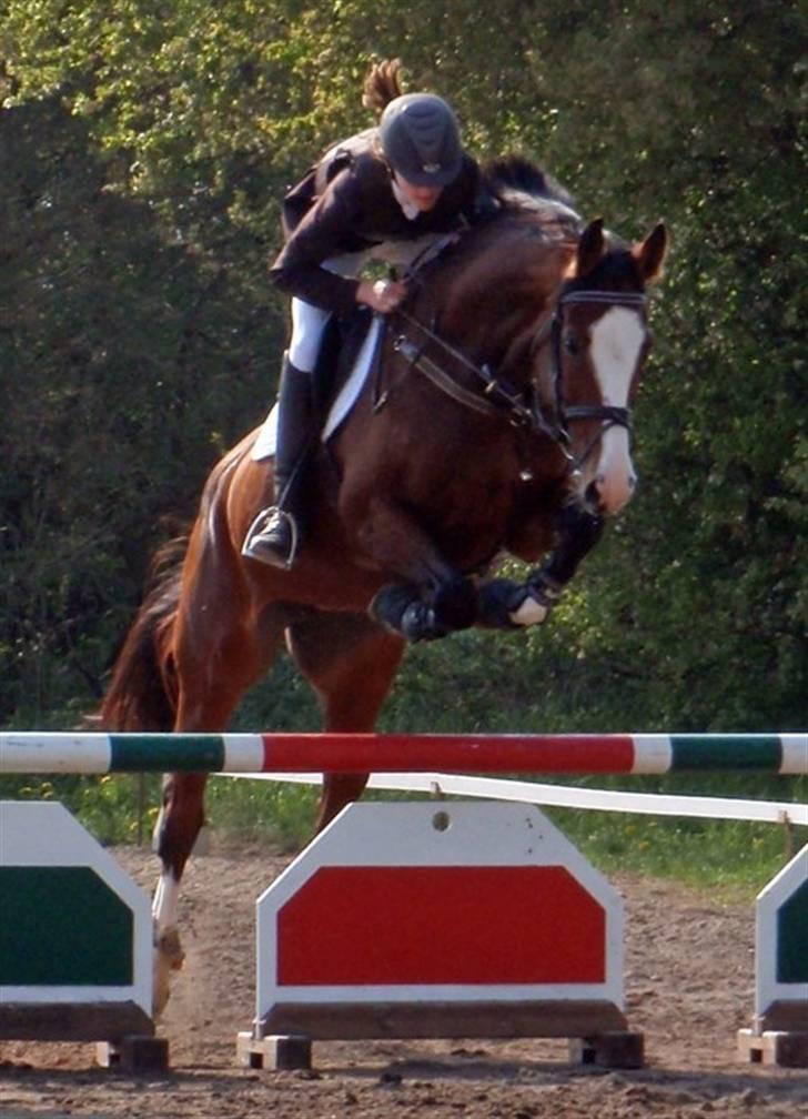 Westfaler Lilliefee R.I.P - Allrup Gård Klubcup 26/4 2009 vores første stævne LD. Fotograf Therese billede 12