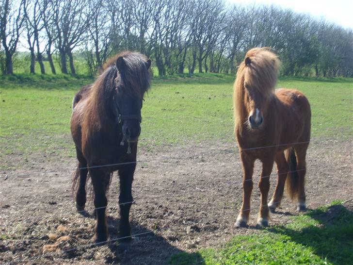 Islænder Svartur fra Hindø - Svartur med hans bedste homie Markus fra Vigsø (: billede 3