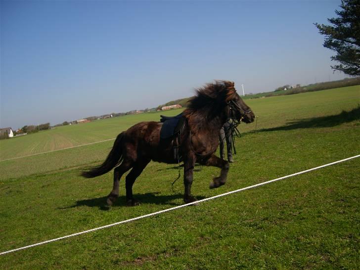 Islænder Svartur fra Hindø - Longering (: billede 4