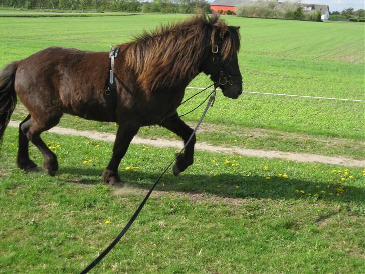 Islænder Svartur fra Hindø - ^ (: billede 5