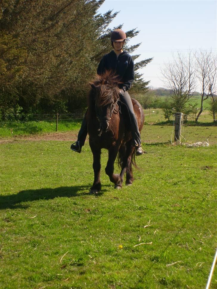 Islænder Svartur fra Hindø billede 6