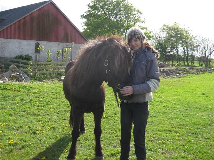 Islænder Svartur fra Hindø - Svartur og mig d; <3 billede 7