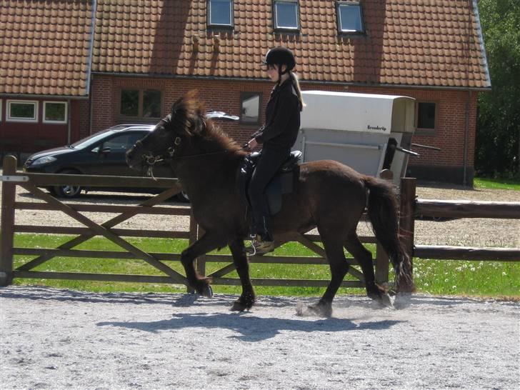 Islænder Svartur fra Hindø - træning (; billede 8