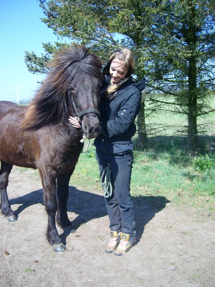 Islænder Svartur fra Hindø - ^igen xD billede 10
