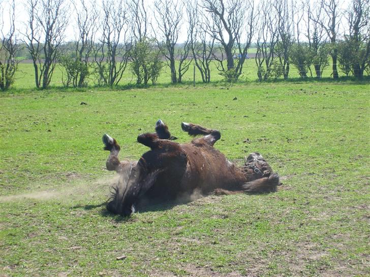 Islænder Svartur fra Hindø - "årh det klør man d;" billede 11
