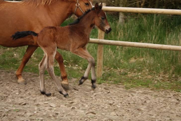 New Forest Calandias Fairytale  billede 1