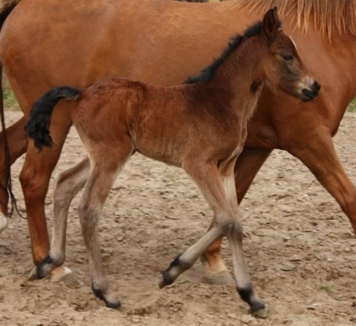 New Forest Calandias Fairytale  billede 2