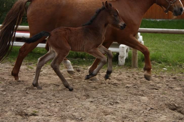 New Forest Calandias Fairytale  billede 3