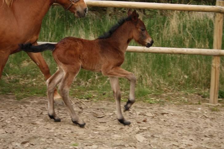 New Forest Calandias Fairytale  billede 4