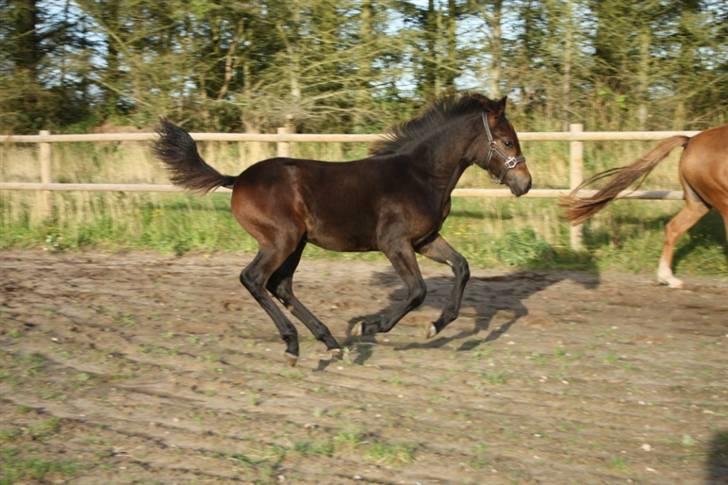 New Forest Calandias Fairytale  billede 5