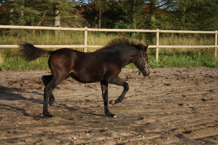 New Forest Calandias Fairytale  billede 6