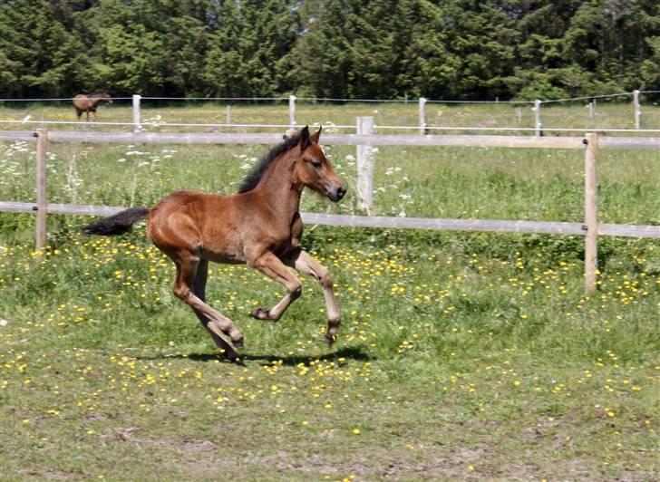 New Forest Calandias Fairytale  billede 7