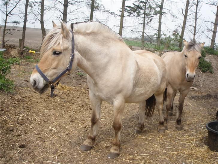 Fjordhest Elvis<3 ( basse) Gl part - er han ikk bare lækker :)  billede 2