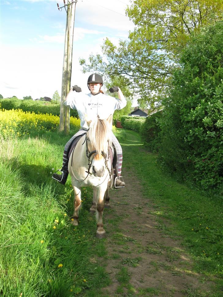 Fjordhest Elvis<3 ( basse) Gl part - NYT var lige ude og ride tur på tykke dreng:) billede 3