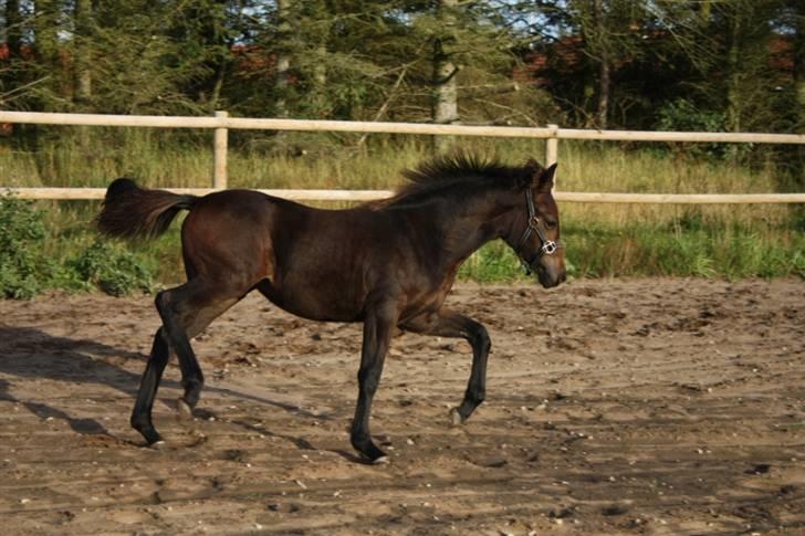 New Forest Calandias Fairytale  billede 8