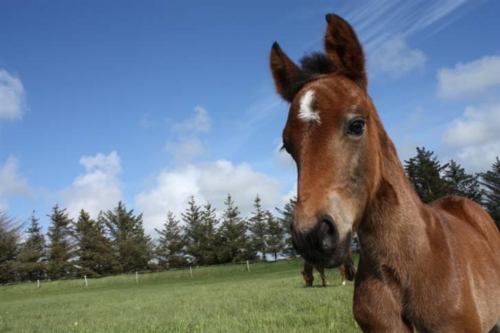 New Forest Calandias Fairytale  billede 9