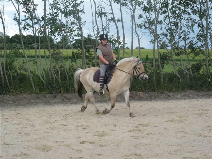 Fjordhest Elvis<3 ( basse) Gl part - NYT rider på ridebane  billede 4