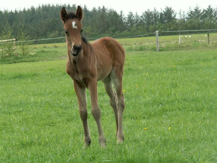 New Forest Calandias Fairytale  billede 10