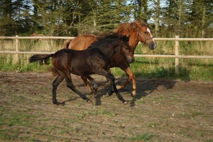 New Forest Calandias Fairytale  billede 11