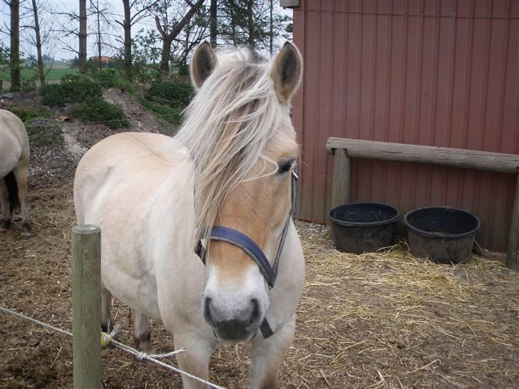 Fjordhest Elvis<3 ( basse) Gl part - hvad synes i om hans pandelok ?  billede 5