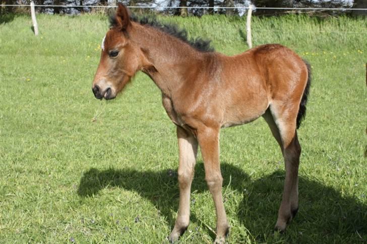 New Forest Calandias Fairytale  billede 12