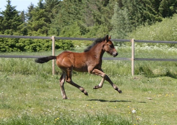 New Forest Calandias Fairytale  billede 13