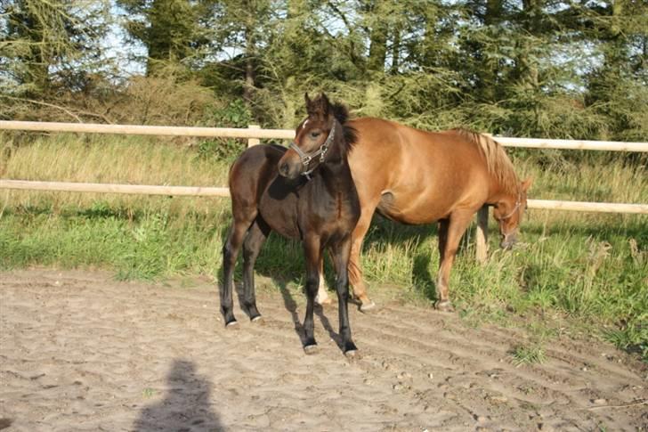 New Forest Calandias Fairytale  billede 14