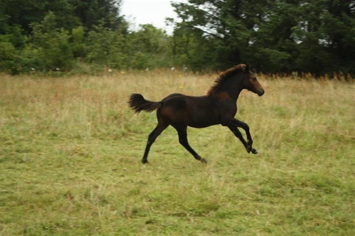 New Forest Calandias Fairytale  billede 15