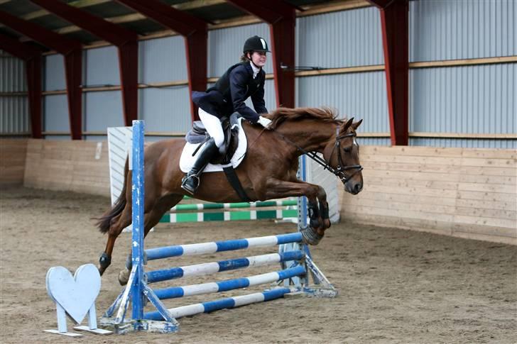 Trakehner Mazurka billede 14