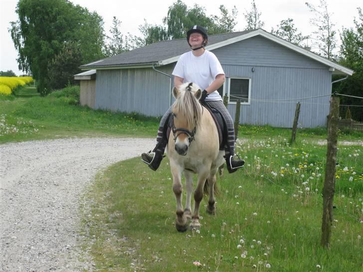 Fjordhest Elvis<3 ( basse) Gl part - NYT skridter på ham<3 billede 9