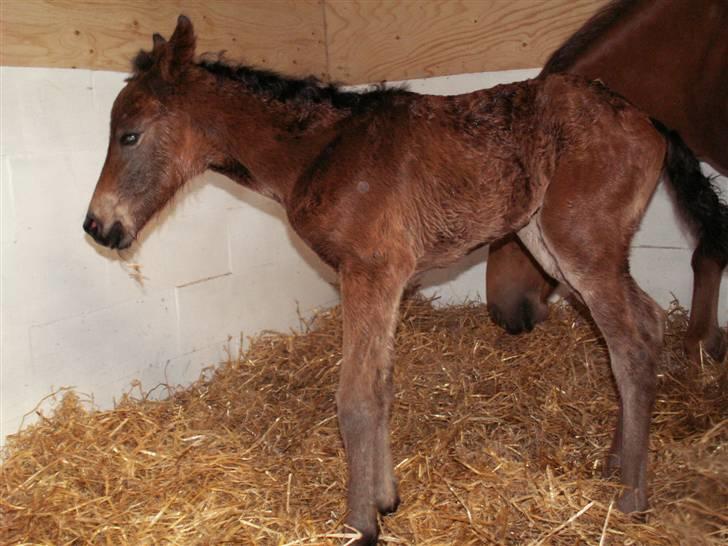 New Forest Calandias Fairytale  billede 16