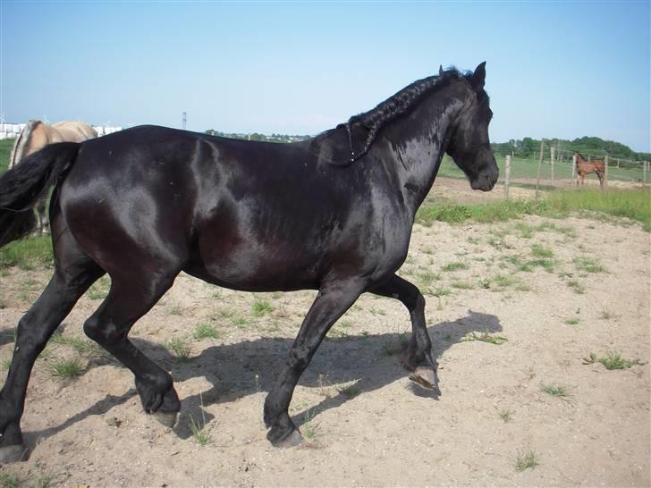 Frieser Lady - 4) Lady i trav, efter en lang rolig periode. billede 4