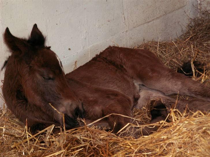 New Forest Calandias Fairytale  billede 17