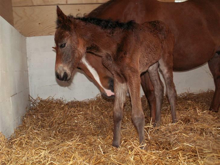 New Forest Calandias Fairytale  billede 18