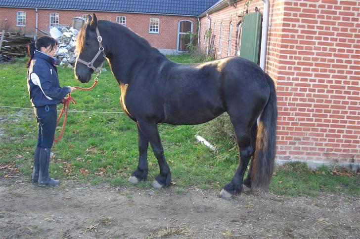 Frieser Lady - 8) Senaften solen nydes. billede 8