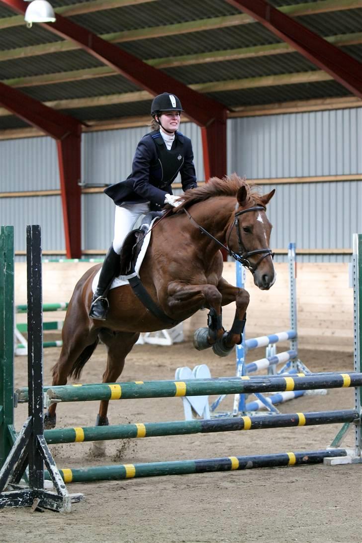 Trakehner Mazurka billede 15