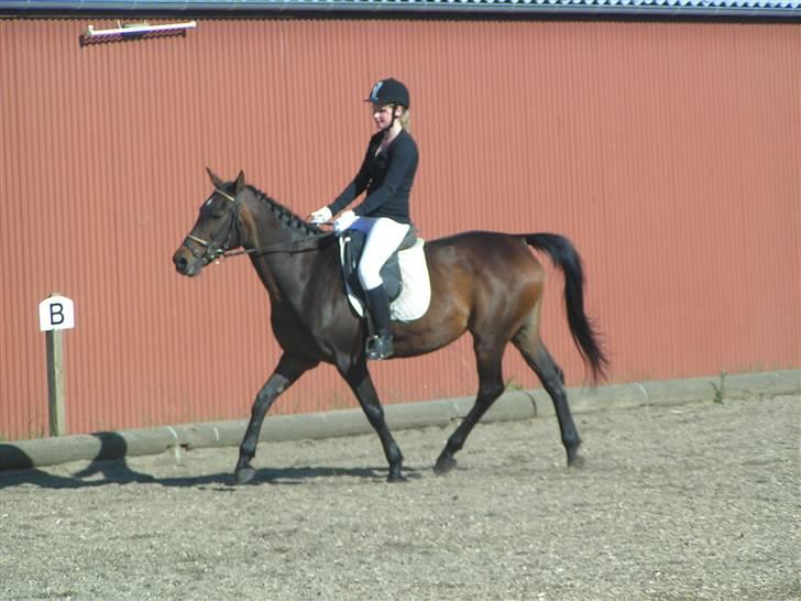 Anden særlig race Stella [elev pony] - Billede taget af Nana ;D billede 1