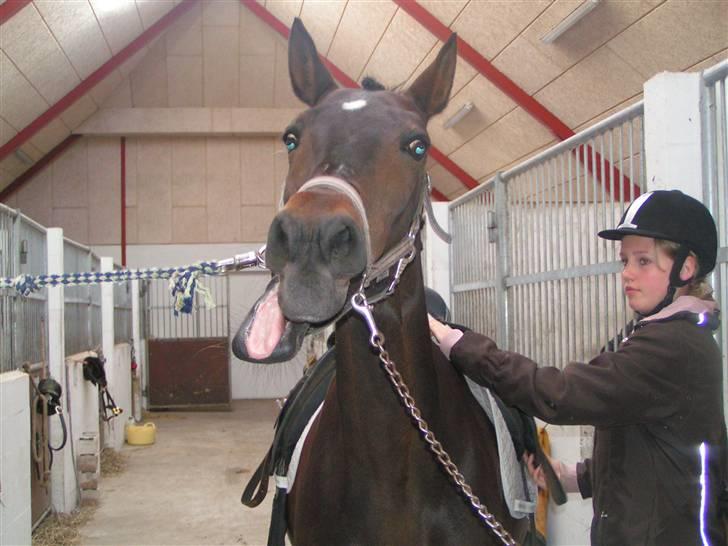 Anden særlig race Stella [elev pony] - Er jeg ik smuk?  Billede taget af Nana<3 billede 2