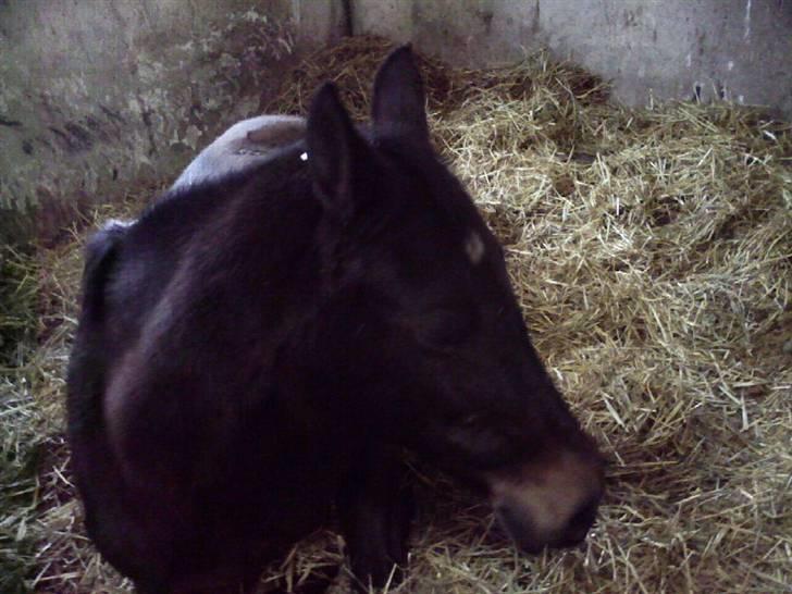 Anden særlig race Stella [elev pony] - Du mener ik vi ska ud og ride. Billede taget af Mig ;) billede 3