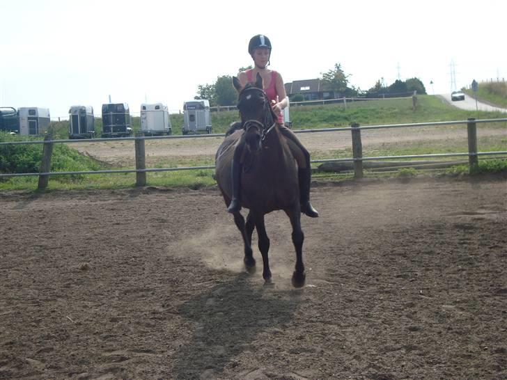 Anden særlig race Stella [elev pony] - Billede taget af Nana ;D billede 4