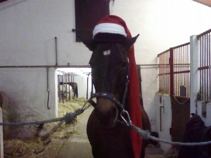 Anden særlig race Stella [elev pony] - Nu det jul igen <3 Billede taget af Mig ;D billede 5