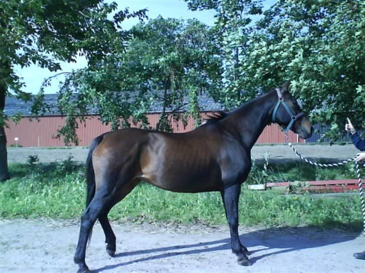 Anden særlig race Stella [elev pony] - Billede taget af Mig xD billede 6